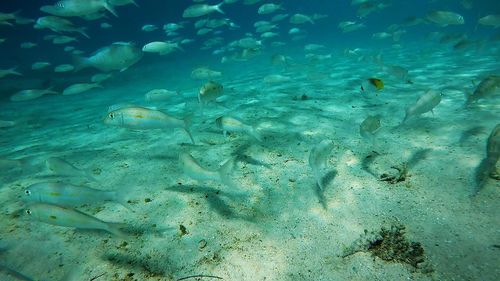 Close-up of jellyfish swimming in sea