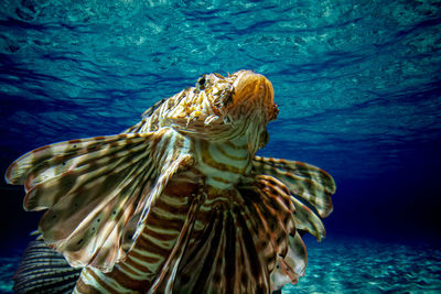 Close-up of turtle swimming in sea