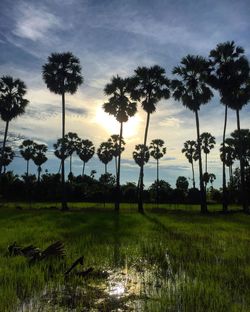 Scenic view of agricultural field against sky during sunset