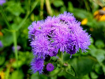 Close-up of purple flowers blooming outdoors