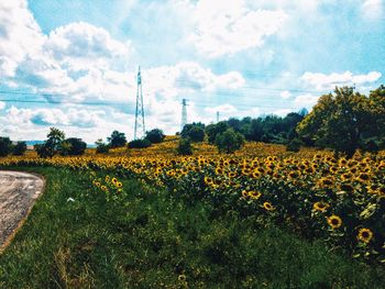 Yellow flowering plants on field against sky