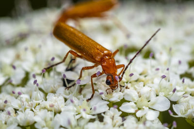 Close-up of tiny orange brown beetles pollinating tiny  flowers