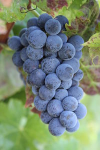 Close-up of blackberries growing in vineyard
