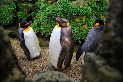 Penguins standing at park