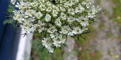 Close-up of white flowers on tree