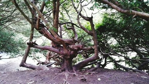 View of tree trunk