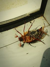 Close-up of dead insect