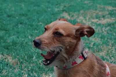 Close-up of a dog on field