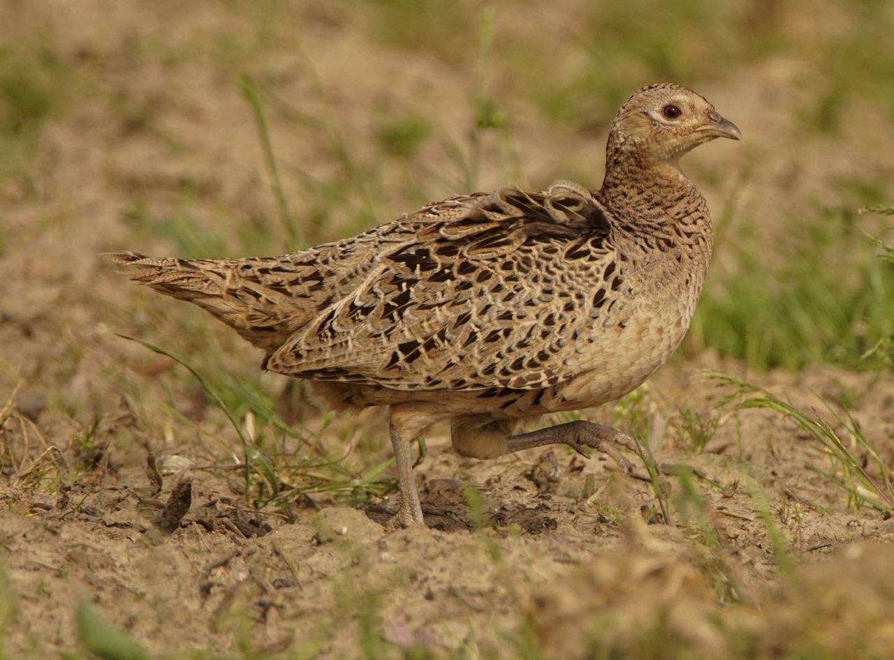 CLOSE-UP OF BIRD ON FIELD