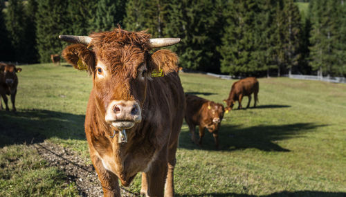 Cows in a field