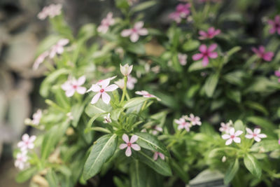 Close-up of flowers blooming outdoors