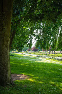 Trees in park