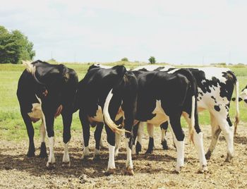 Cows standing in a field