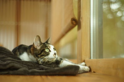 Cat lying on bed at home