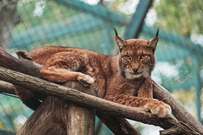 Cat resting in a zoo