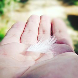 Cropped hand holding feather