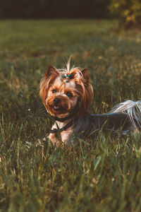 Dog laying in the grass at golden hour