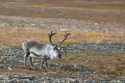 Svalbard reindeer - rangifer tarandus platyrhynchus - in natural habitat in svalbard