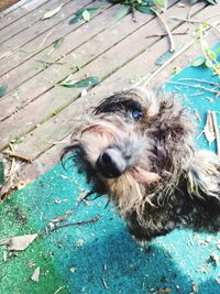 High angle portrait of dog on wood