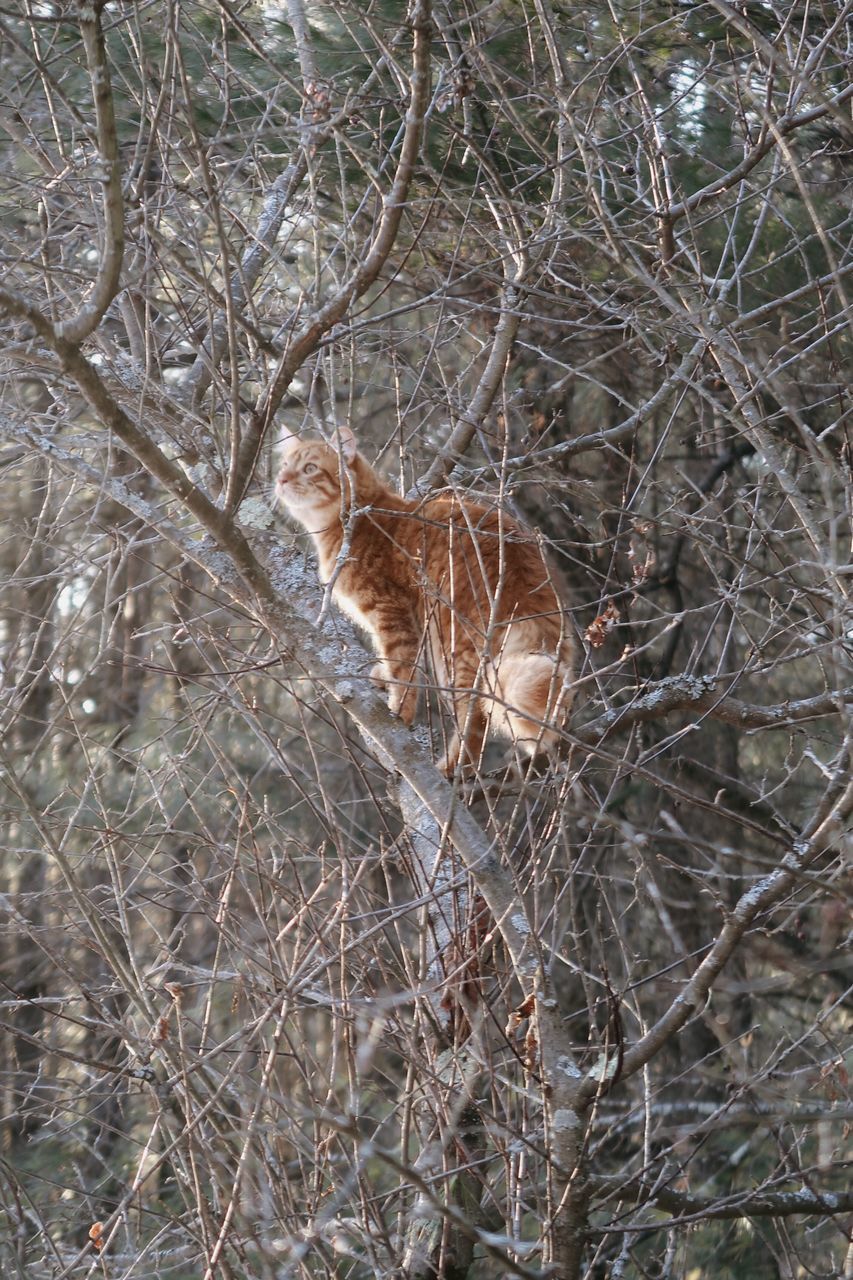CAT LOOKING AWAY ON TREE