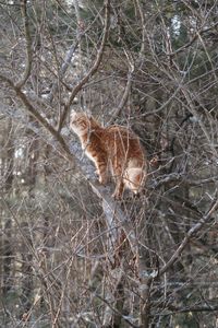 Cat in a forest