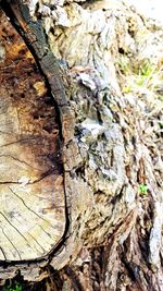 High angle view of lizard on tree trunk