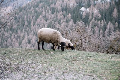 Sheep grazing on field