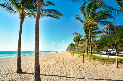 Palm trees on beach against clear sky