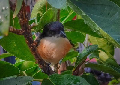 Close-up of bird perching on plant