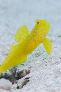 Close-up of yellow flower