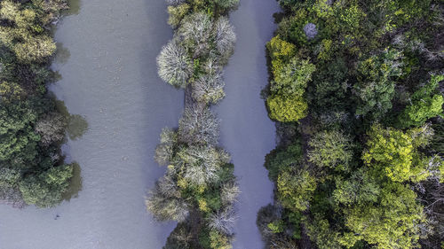 High angle view of trees growing on land