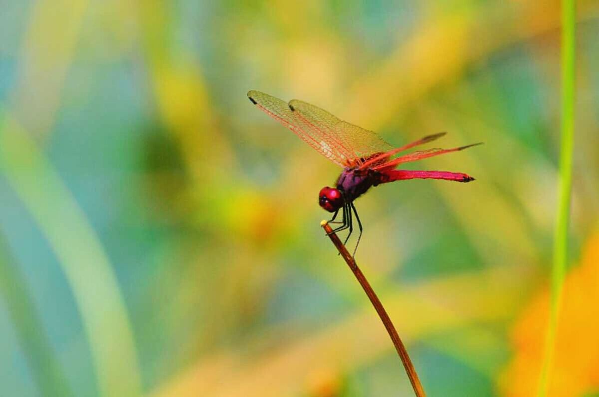 insect, animal themes, one animal, animals in the wild, wildlife, focus on foreground, close-up, dragonfly, selective focus, plant, nature, animal wing, full length, zoology, day, outdoors, beauty in nature, fly, no people, red