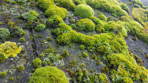 Full frame shot of fresh green leaf