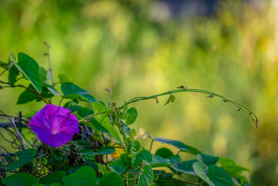 Close-up of purple flowering plant