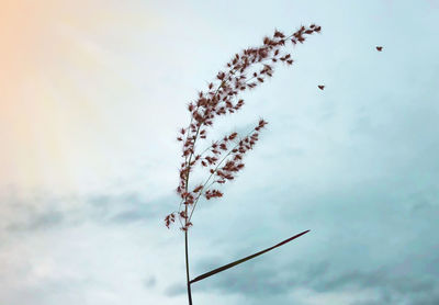 Low angle view of flowering plant against sky