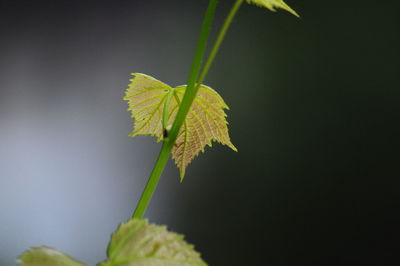 Close-up of plant