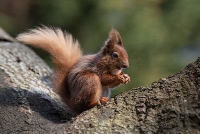 Red squirrel sitting on tree branch eating a nut on sunny day