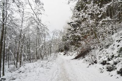 Trees on snow covered landscape