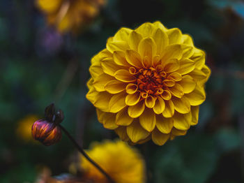 Close-up of yellow flowering plant