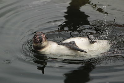 High angle view of turtle in lake