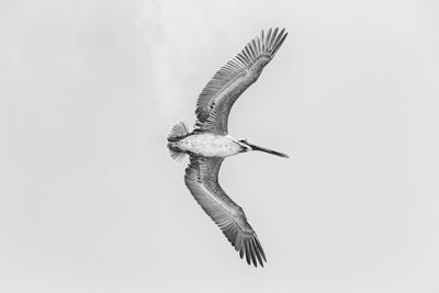 Bird flying against clear sky