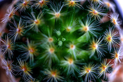 Full frame shot of cactus plant