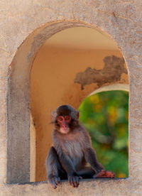 Portrait of monkey sitting in arch window