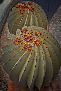 Close-up of prickly pear cactus