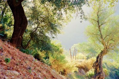 Trees growing in forest against sky