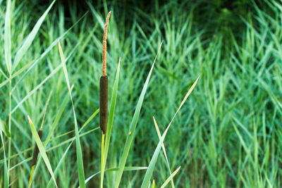 Close-up of grass on field