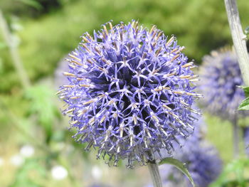 Close-up of purple flowering plant