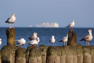 Seagulls perching by sea