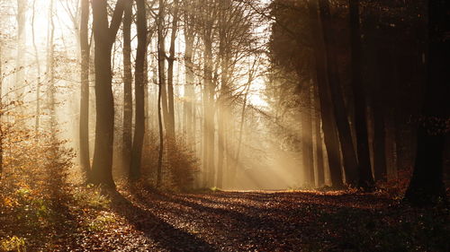 Trees in forest against sky at sunset