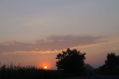 Silhouette trees on landscape at sunset